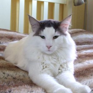 Cederskogen's Otto Orkan