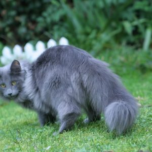 Retiens la nuit d'Horten's dream2